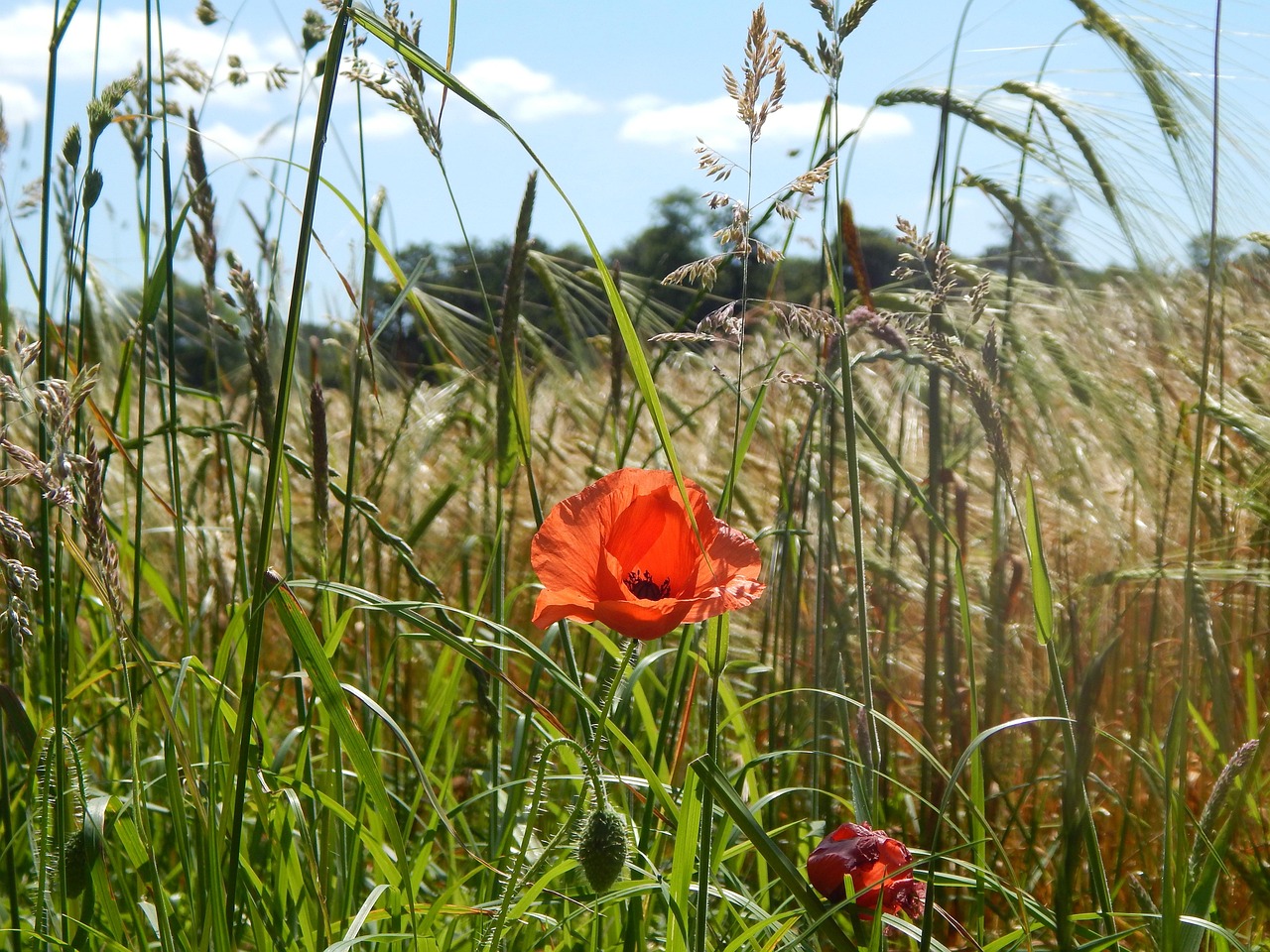 poppies, uk, summer, wild, england, nature
